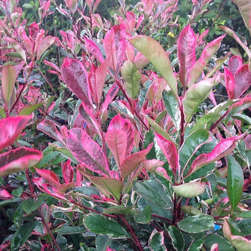 Photinia fraseri Pink Marble - Korallberkenye 80-100cm