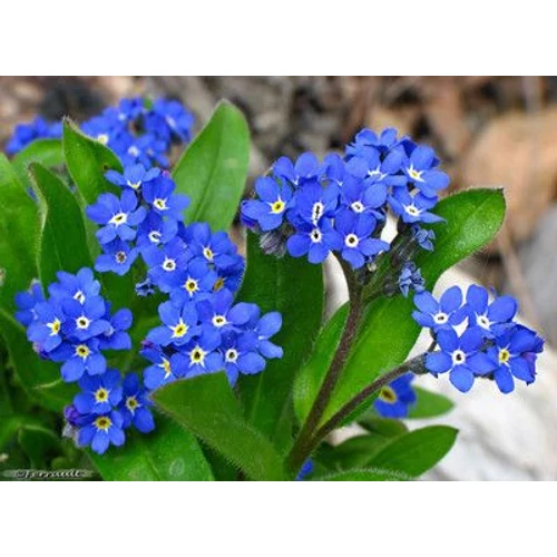 Kép 2/3 - Nefelejcs - Alacsony Kék - Rédei Kertimag