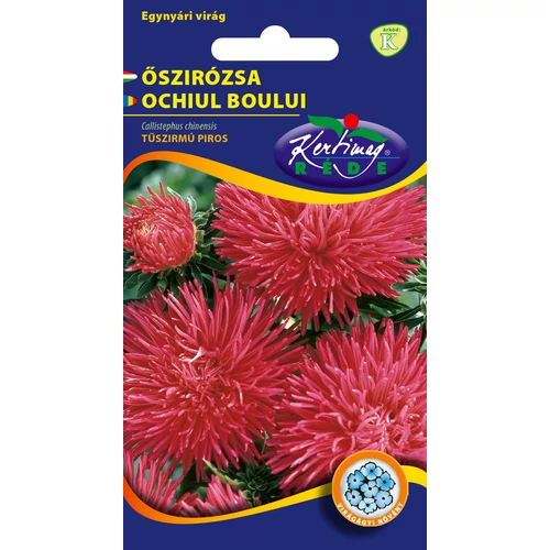 Őszirózsa (Callistephus chinensis) 