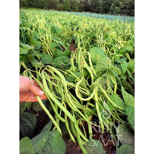 Kép 2/2 - Maxi bokorbab