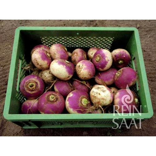 Kép 2/2 - Tarlórépa - Di Milano a colletto viola