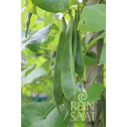 Kép 2/3 - BIO Tűzbab