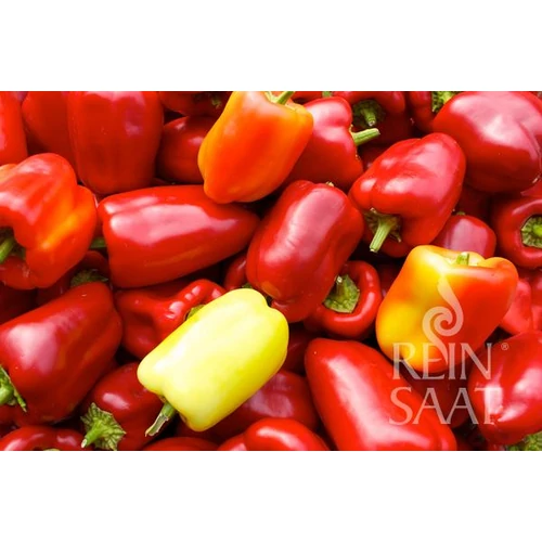 Kép 2/2 - Albaregia paprika