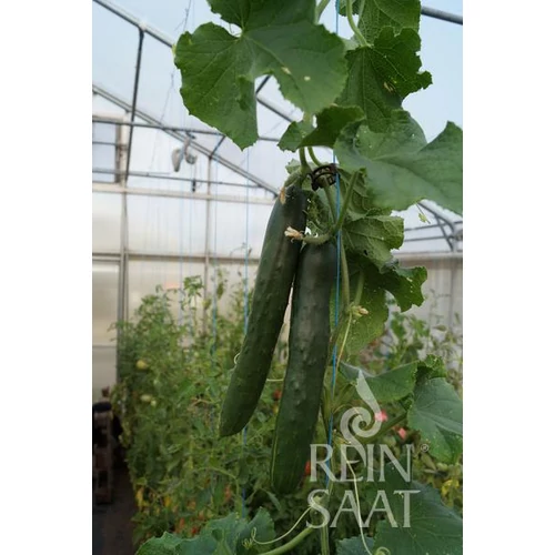 Kép 2/2 - Kígyóuborka - Shintokiwa