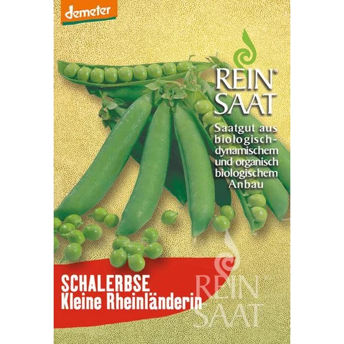 Kép 1/2 - SCHALERBSE Kleine Rheinländerin