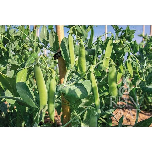 Kép 2/2 - Rajnai törpe zöldborsó