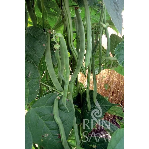 Kép 2/2 - Neckarkönigin zöldbab