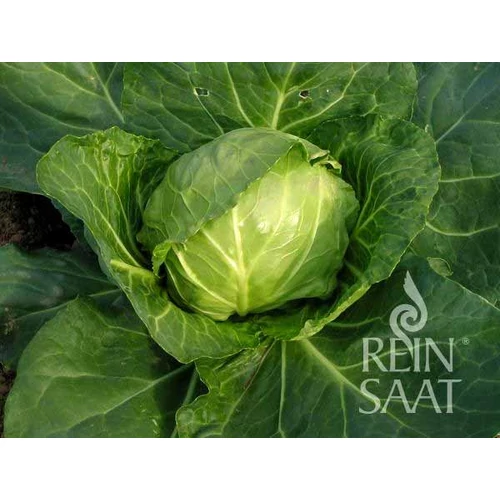 Kép 2/2 - Fejessaláta Derby Day késői