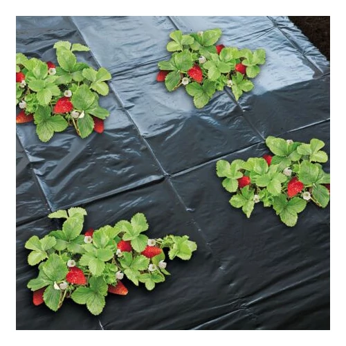 Kép 1/3 - Talajtakaró fólia eper ültetéséhez 1,4x20m - nem perforált