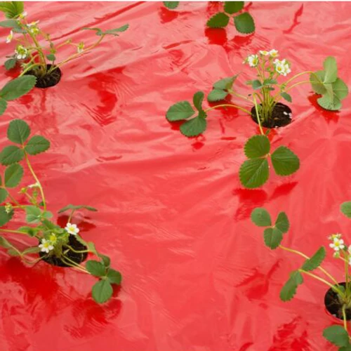 Kép 2/5 - Piros eper termesztőfólia előperforált 0,95mx10m