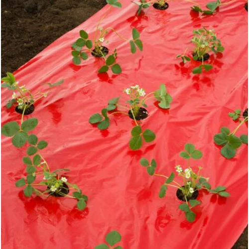Kép 3/5 - Piros eper termesztőfólia előperforált 0,95mx10m