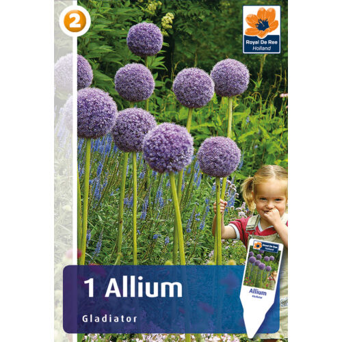 Díszhagyma 'Allium Gladiator'