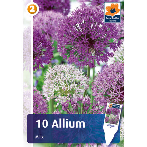 Díszhagyma 'Allium Mix'