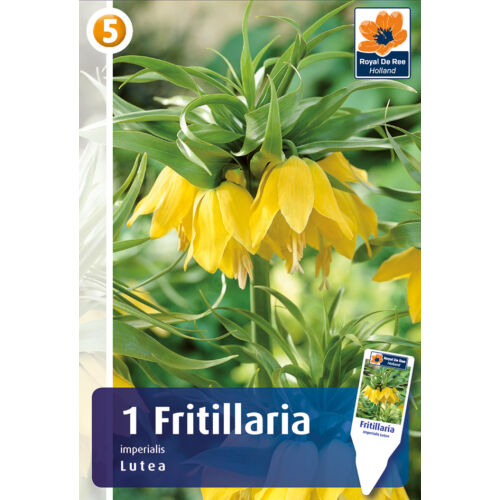 Fritillaria imp Lutea