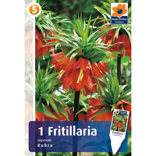 Fritillaria imp Rubra