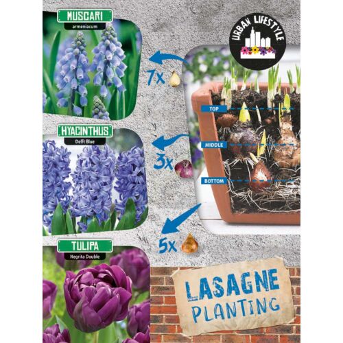 Lasagne Planting 'Blue Mix' virághagyma-kollekció