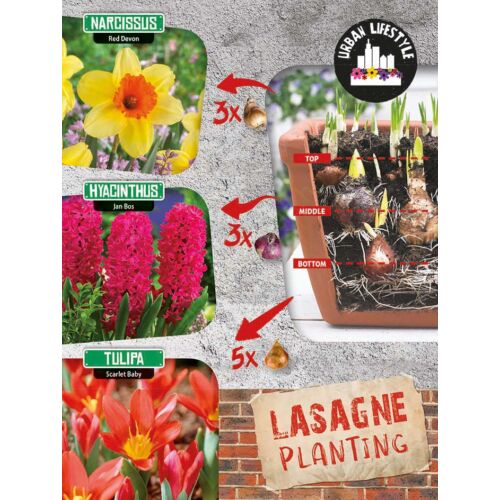 Lasagne Planting 'Red Mix' virághagyma-kollekció