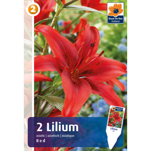 Liliom 'Asiatic Hybrid Red' - Ázsiai Piros Liliom