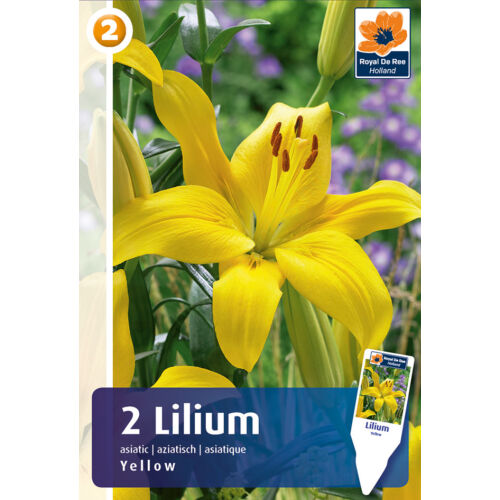 Liliom 'Asiatic Hybrid Yellow'