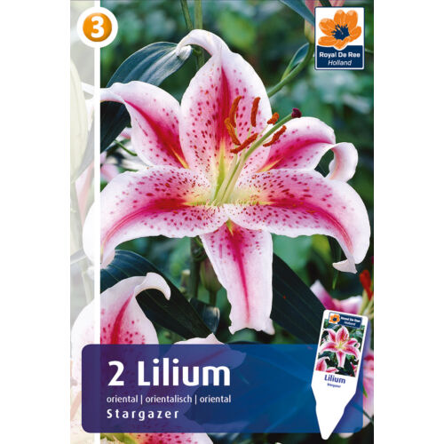 Liliom Oriental Hybrid Stargazer