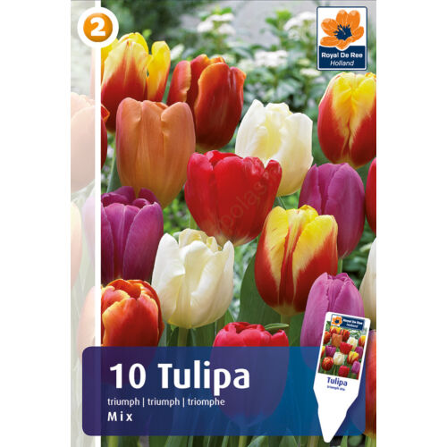 Tulipán 'Triumph Mix'