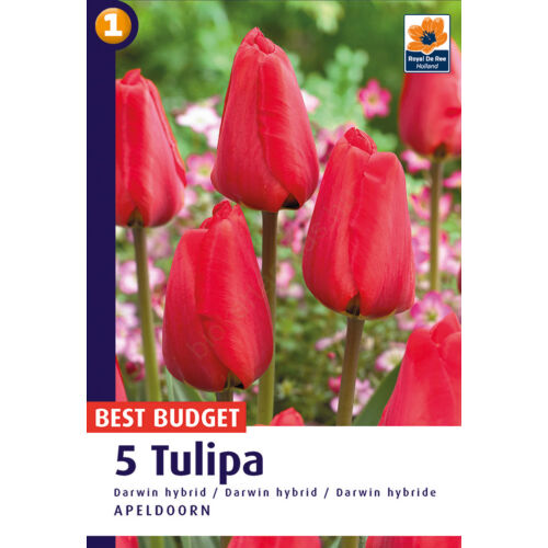 Tulipán Apeldoorn - Klasszikus piros 