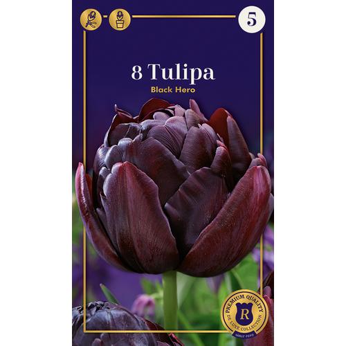 Tulipán 'Black Hero'
