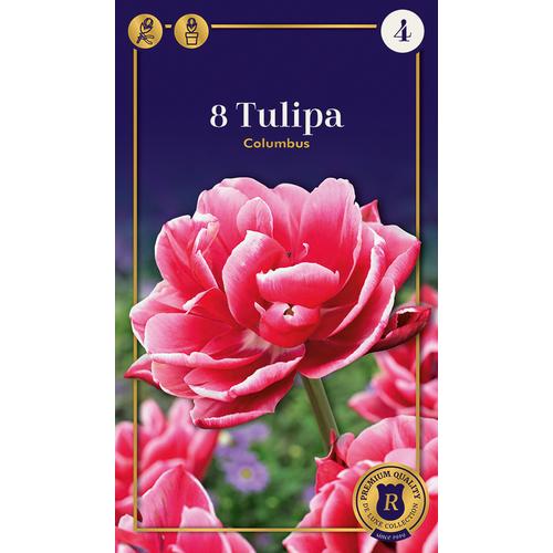Tulipán 'Columbus'