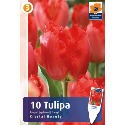 Tulipán 'Crystal Beauty'