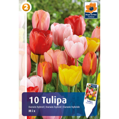 Tulipán Darwin Hybrid Mix