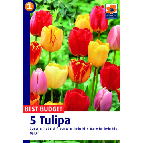Tulipán Darwin Hybrid Mix