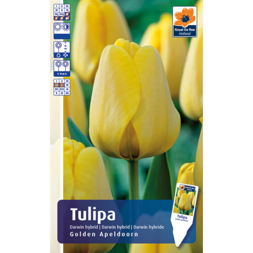 Tulipán Golden Apeldoorn