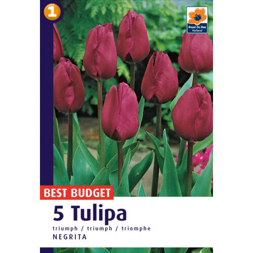 Tulipán Triumph Negrita - Klasszikus fekete
