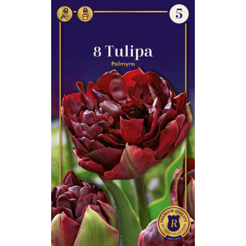 Tulipán 'Palmyra'