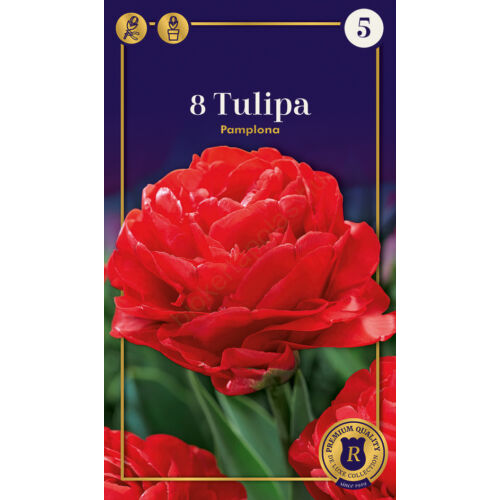 Tulipán 'Pamplona'