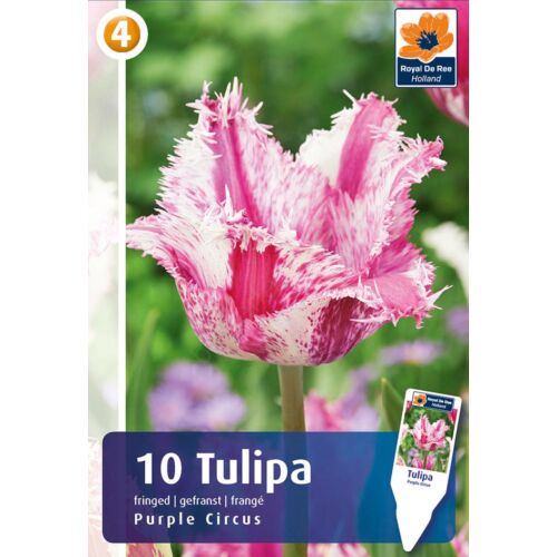 Tulipán 'Purple Circus'