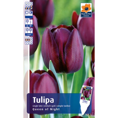 Tulipán Queen of Night