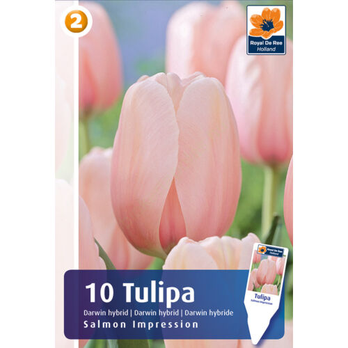 Tulipán Salmon Impression