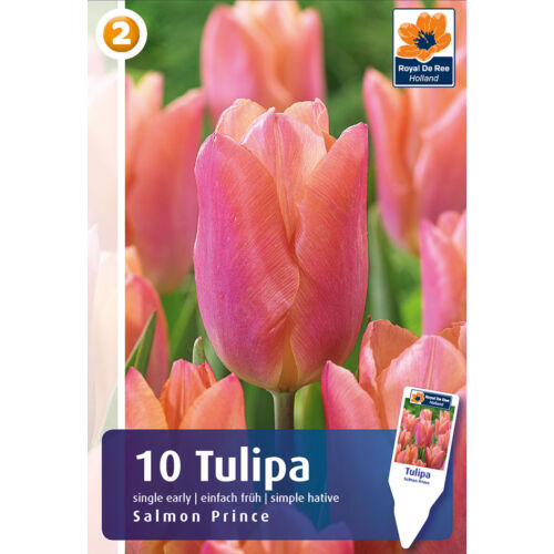 Tulipán 'Salmon Prince'