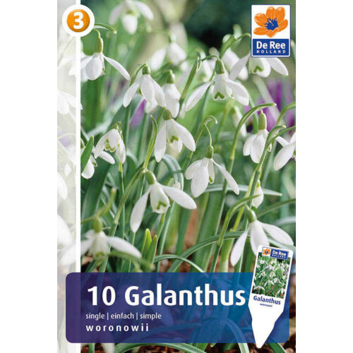 Hóvirág Galanthus Single 'Woronowii Ikariae'