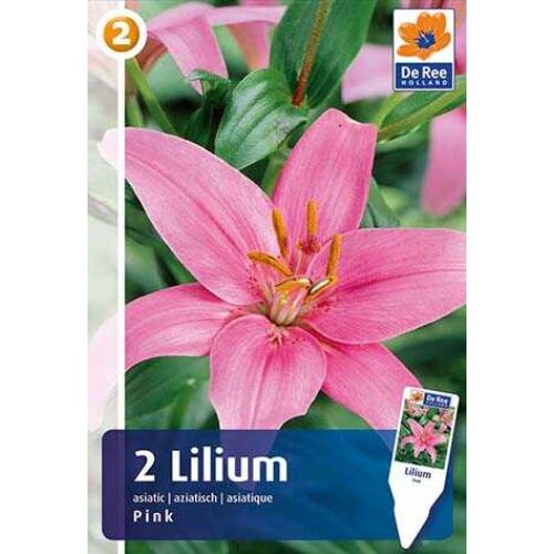 Liliom 'Asiatic Hybrid Pink'
