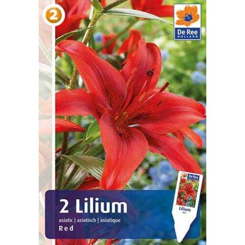 Liliom 'Asiatic Hybrid Red' - Ázsiai Piros Liliom