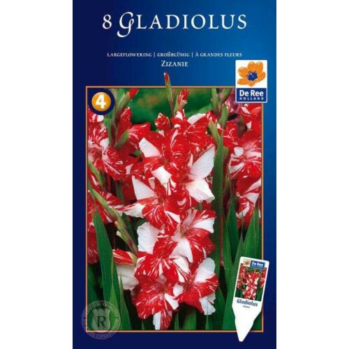 Gladiolus 'Zizanie'