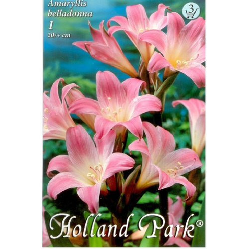 Hölgyliliom 'Amaryllis Belladonna'