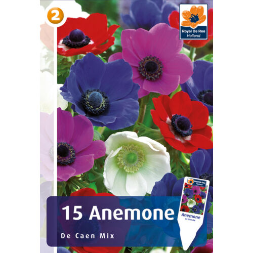 Anemone De Caen Holland - SZELLŐRÓZSA