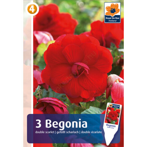 Begonia Double Scarlet