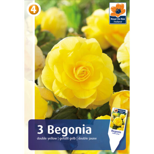 Begonia Double Yellow