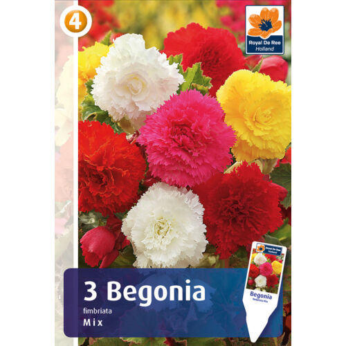 Begonia Fimbriata Mix - SZEGFŰVIRÁGÚ