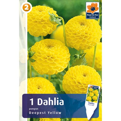 POMPON DÁLIA Dahlia Deepest Yellow