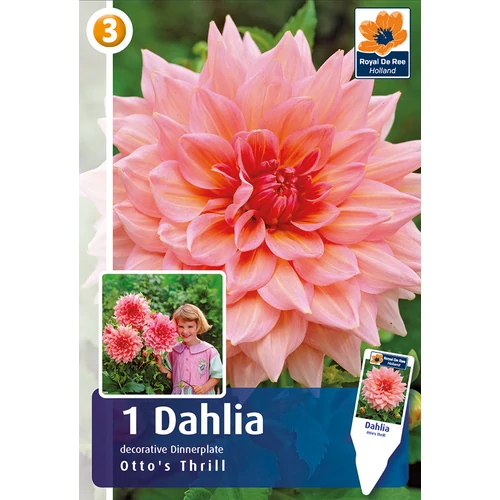 Kép 1/5 - Óriásvirágú dália gumó Otto's Thrill - De Ree